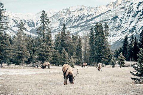 Wildlife on a winter road trip on the Icefields Parkway with lots of snow and ice, Banff National