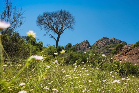 Rocher du roquebrune, Roquebrune-sur-Argens, near Saint-Raphaël, Massif de l'Esterel, Esterel