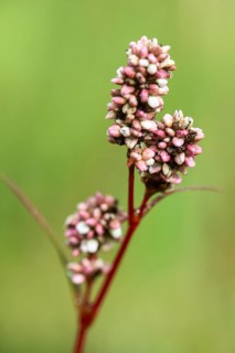 Flea knotweed (Persicaria maculosa), Emsland, Lower Saxony, Germany