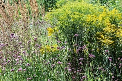 Flower bed with Solidago canadensis (Solidago canadensis), Purpletop vervain (Verbena bonariensis)