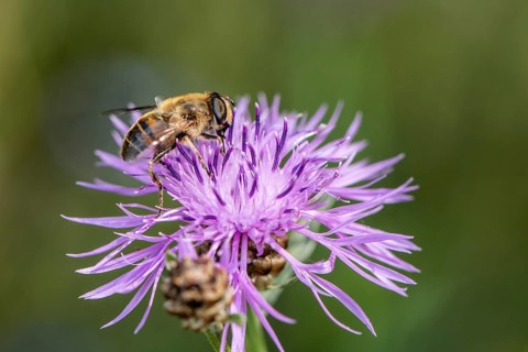 Tapered Dronefly (Eristalis pertinax) in a meadow knapweed (Centaurea jacea), Lower Saxony, Germany