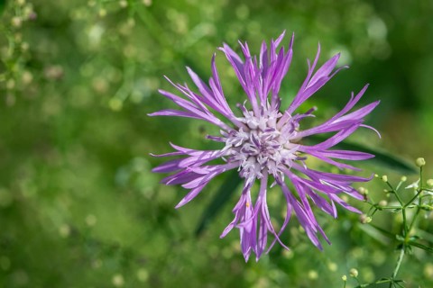 Meadow knapweed (Centaurea jacea), Lower Saxony, Germany