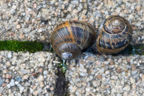 Cornu aspersum (Cornu aspersum), Lower Saxony, Germany