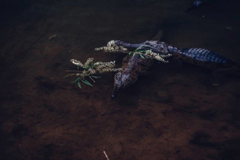 Special light atmosphere with crocodile in the outback in Windjana Gorge National Park in Australia