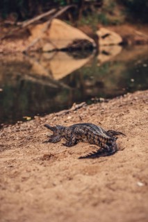 Special light atmosphere with crocodile in the outback in Windjana Gorge National Park in Australia