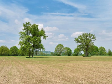 A group of English oaks (Quercus robur), standing in a field during leaf emergence, Siebeneichen