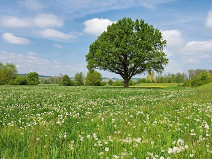 English oak (Quercus robur), leaf budding in front of a blue cloudy sky, Freiamt, Canton Aargau,
