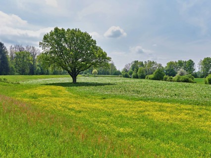 English oak (Quercus robur), in meadow of flowering buttercup, Freiamt, Canton Aargau, Switzerland