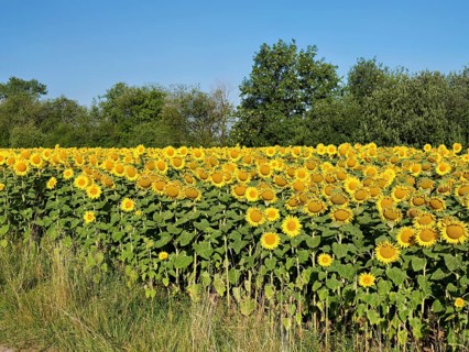 Field of flowering sunflowers (Helianthus annuus), Canton Zug, Switzerland
