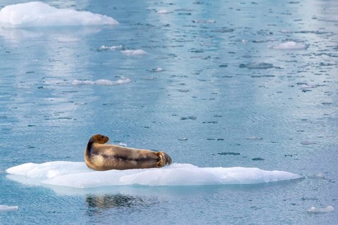 Bearded seal (Erignathus barbatus) on an ice floe, Lillienhöökbreen, Spitsbergen