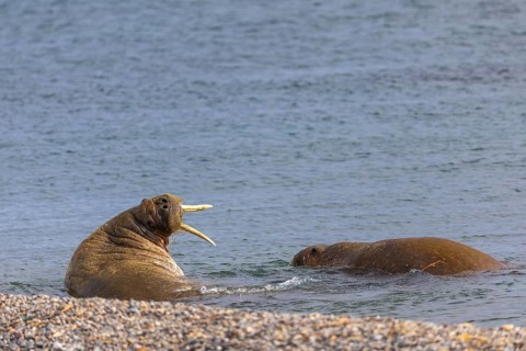 Two walruses (Rosmarus arcticus) in the water, Mammals (Mammalia), Eolusneset, Spitsbergen,