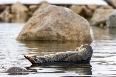 Harbour seal (Phoca vitulina) lying on a stone in the water, Mammals (Mammalia), Smeerenburgbreen,