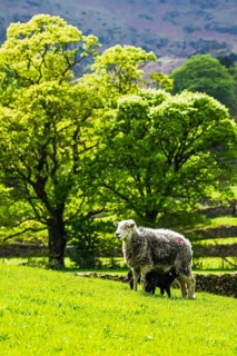 Sheep and farm in Lake District National Park, Coniston Water, Cumbria, England, United Kingdom