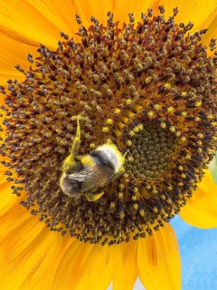 Bumblebee (Bombus) sits in flower of sunflower (Helianthus annuus) collects pollen and nectar has