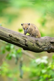 South American coati (Nasua nasua) youngster on an old tree trunk, captive, Zoo Augsburg