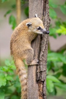 South American coati (Nasua nasua) youngster klimbing a little tree, captive, Zoo Augsburg