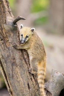 South American coati (Nasua nasua) youngster klimbing a little tree, captive, Zoo Augsburg