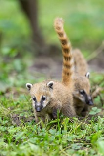 South American coati (Nasua nasua) youngster standing on the ground, captive, Zoo Augsburg