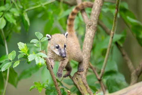 South American coati (Nasua nasua) youngster klimbing a little tree, captive, Zoo Augsburg