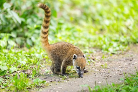 South American coati (Nasua nasua) youngster standing on the ground, captive, Zoo Augsburg
