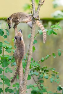 South American coati (Nasua nasua) youngsters klimbing in a tree, captive, Zoo Augsburg