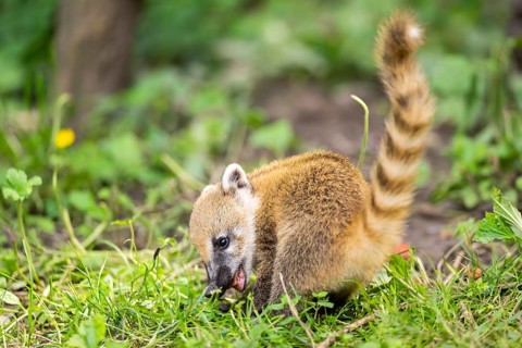 South American coati (Nasua nasua) youngster standing on the ground, captive, Zoo Augsburg