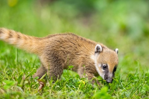 South American coati (Nasua nasua) youngster walking on the ground, captive, Zoo Augsburg