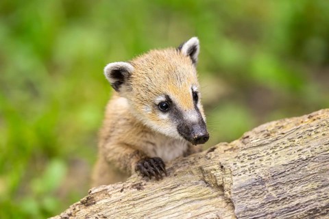 South American coati (Nasua nasua) youngster on an old tree trunk, captive, Zoo Augsburg