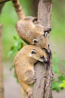 South American coati (Nasua nasua) youngsters klimbing in a tree, captive, Zoo Augsburg