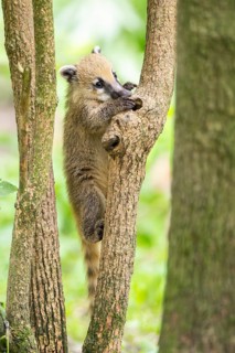 South American coati (Nasua nasua) youngster klimbing a little tree, captive, Zoo Augsburg