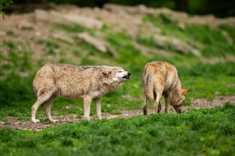 Eastern wolves (Canis lupus lycaon) standing on a meadow, Bavaria, Germany