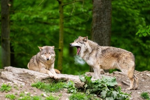 Eastern wolves (Canis lupus lycaon) on a little hill, Bavaria, Germany