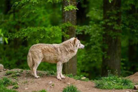Eastern wolf (Canis lupus lycaon) standing on a little hill, Bavaria, Germany