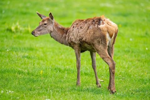 Red deer (Cervus elaphus) hind standing on a meadow, Bavaria, Germany