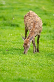 Red deer (Cervus elaphus) hind standing on a meadow, Bavaria, Germany