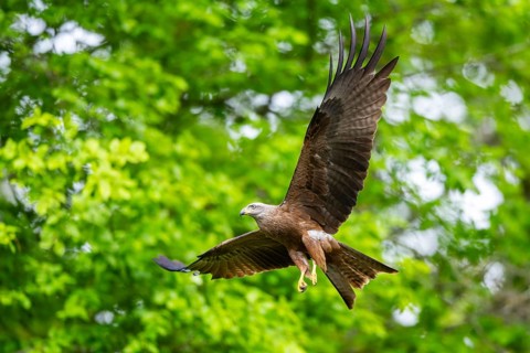 Black kite (Milvus migrans) flying in a forest in early summer, Bavaria, Germany