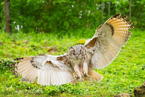Western Siberian eagle-owl (Bubo bubo sibiricus) landing on a tree, captive, Bavaria, Germany