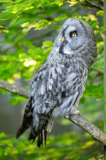 Ural owl (Strix uralensis) sitting on a branch, captive, Zoo Augsburg, Germany