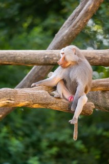 Hamadryas baboon (Papio hamadryas) male sitting, captive, Zoo Augsburg, Germany