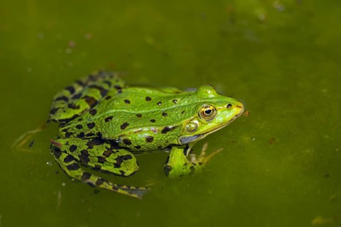 Edible frog (Pelophylax esculentus) in water, Bavaria, Germany