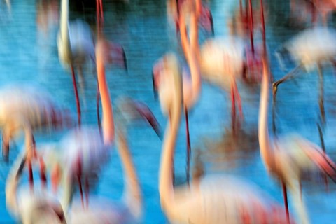 Flamingos in pond, sunlight, colourful, wipe effect, motion blur, Camargue, France