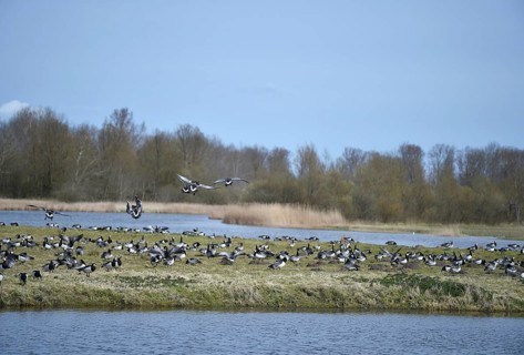 Barnacle geese, white-fronted geese, (Branta leucopsis) on the Katinger Watt, Schleswig-Holstein,