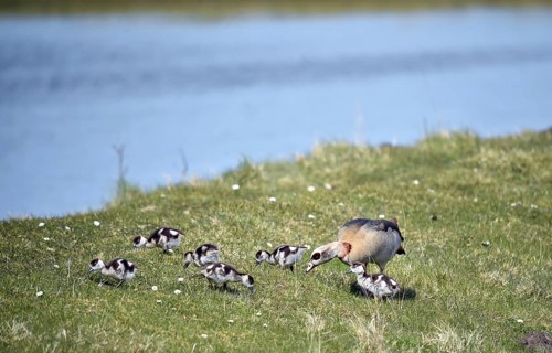 Nile goose chicks (Alopochen aegyptiaca) at Katinger Watt, Schleswig-Holstein, Germany