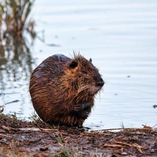 Nutria (Myocastor coypus) at the pond, bank, animal behaviour, Pont de Gau bird park,