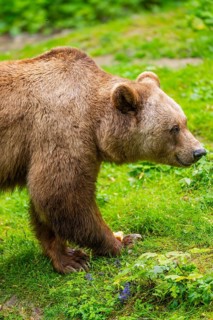 Brown bear (Ursus arctos) walking on a meadow, Bavaria, Germany