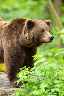 Brown bear (Ursus arctos) standing on a rock, Bavaria, Germany