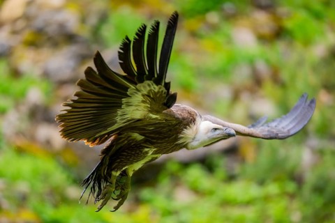 Eurasian griffon vulture (Gyps fulvus) flying, Bavaria, Germany