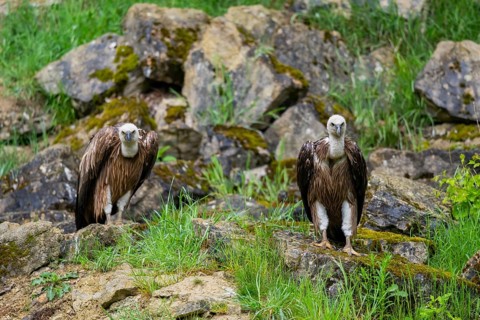 Eurasian griffon vulture (Gyps fulvus) on a rock, Bavaria, Germany