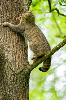 European wildcat (Felis silvestris) on a tree, Bavaria, Germany