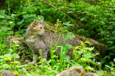 European wildcat (Felis silvestris) on a rock, Bavaria, Germany